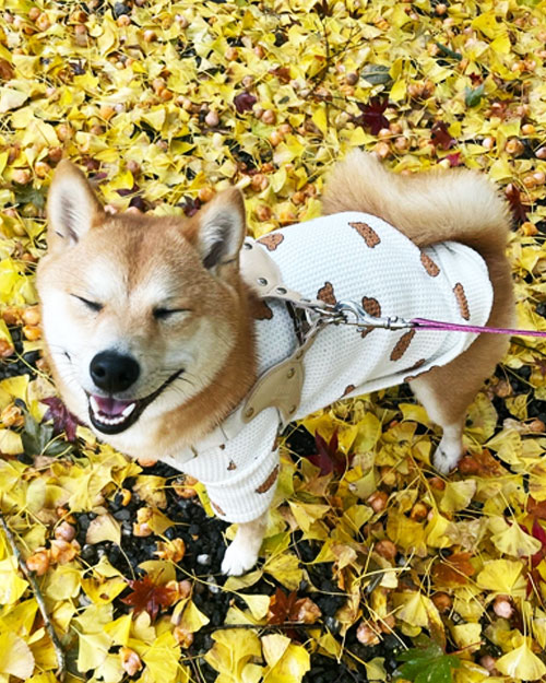 我が家の愛犬の柴犬まるちゃん